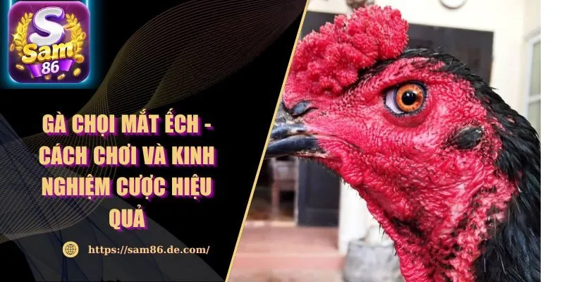 Gà Chọi Mắt Ếch - Cách Chơi Và Kinh Nghiệm Cược Hiệu Quả